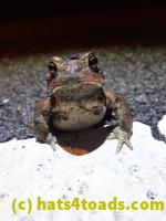 /home//u458753944/public_html/sourcegallery////////Roxborough Toad Detour/2022/2022-03-17/P3170867.JPG